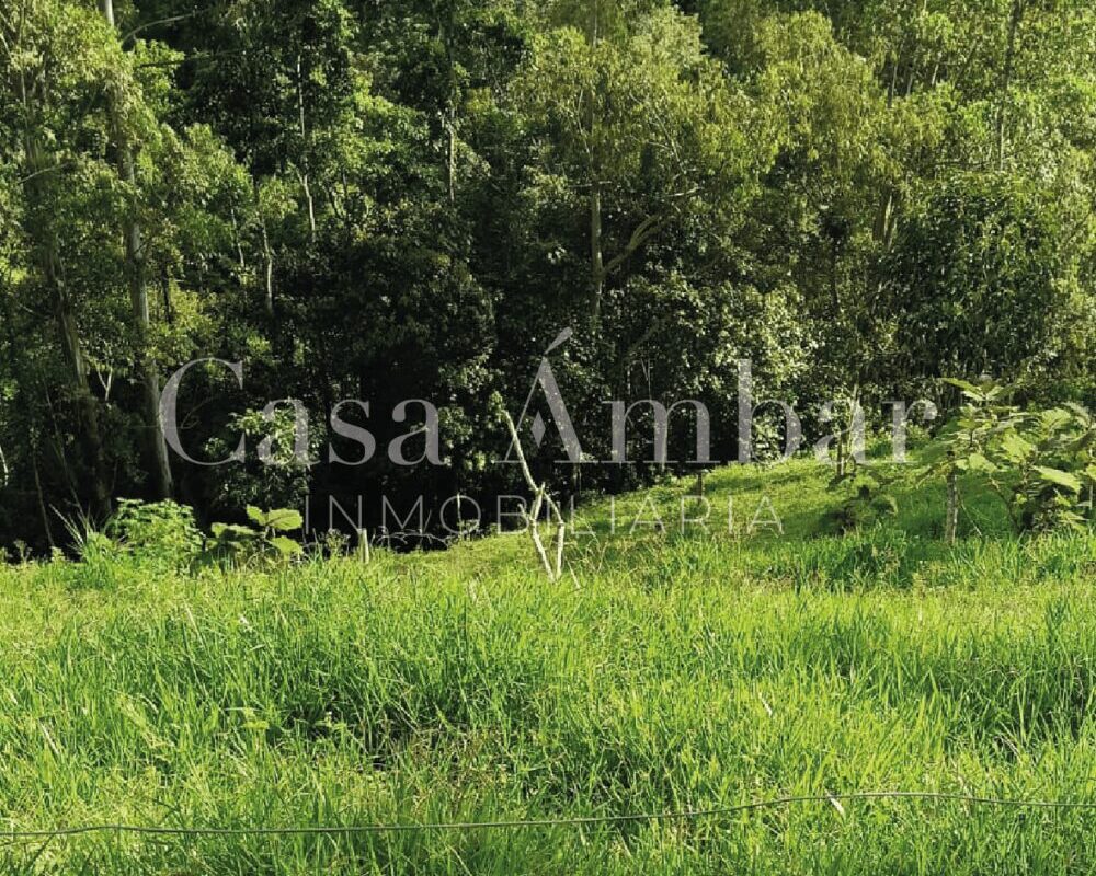 finca-aguacatera-en-venta-en-el-quindio