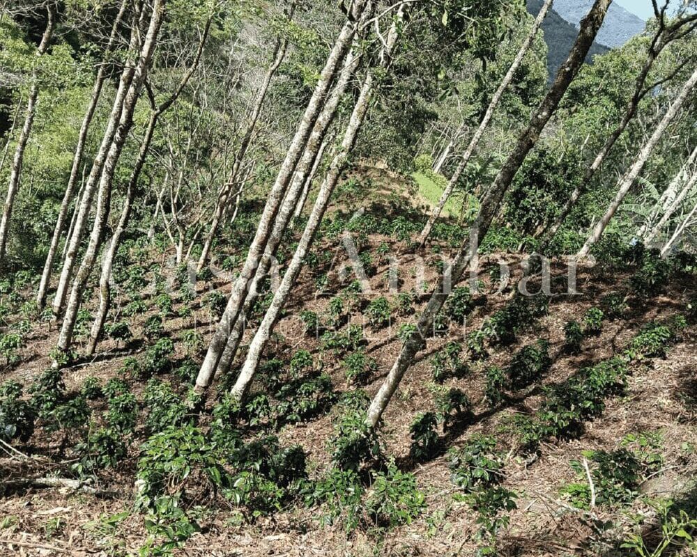 finca-productiva-en-venta-en-el-quindio