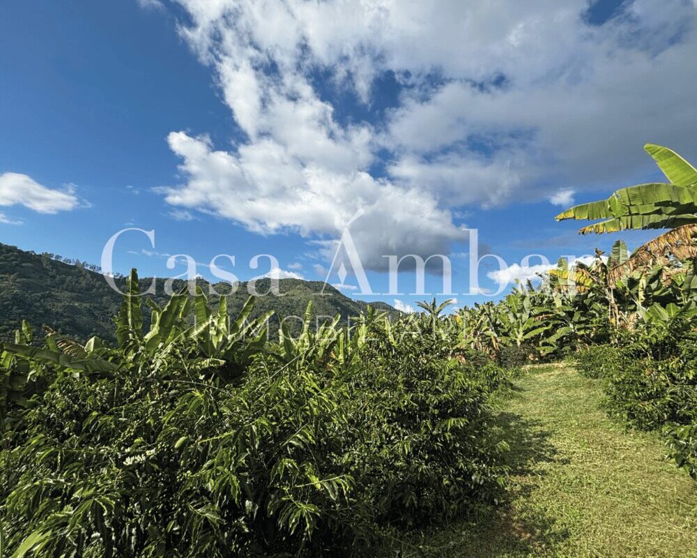 se-vende-finca-productiva-con-carrteras-internas-en-pijao-quindio